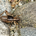 Striped Marsh-Cricket - Photo (c) Dieter Thommen, some rights reserved (CC BY-NC), uploaded by Dieter Thommen