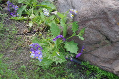Solanum paposanum