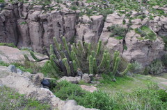 Corryocactus brevistylus