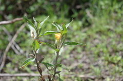 Oenothera verrucosa