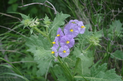 Solanum paposanum