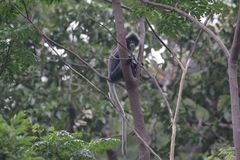 Trachypithecus phayrei