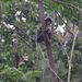 Trachypithecus popa - Photo (c) Htet Arkar Aung, algunos derechos reservados (CC BY-NC), subido por Htet Arkar Aung