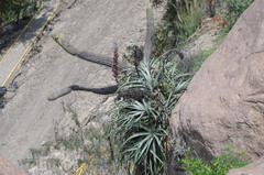 Puya cylindrica