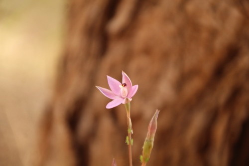 Image of Thelymitra vulgaris by (c) Em Lamond, some rights reserved (CC BY)