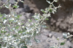 Atriplex rotundifolia