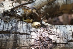 Physalaemus centralis