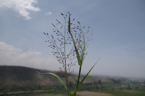 Eragrostis nigricans