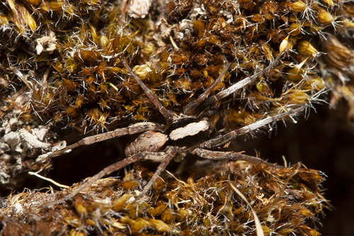 Burnt Wolf Spider