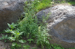 Mostacillastrum gracile