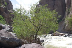 Escallonia angustifolia