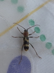 Chlorophorus trifasciatus