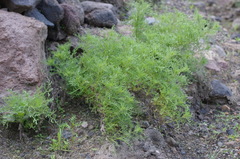 Ambrosia artemisioides