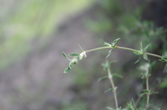 Paronychia microphylla