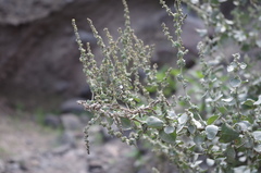 Atriplex rotundifolia