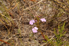 Isotoma hypocrateriformis