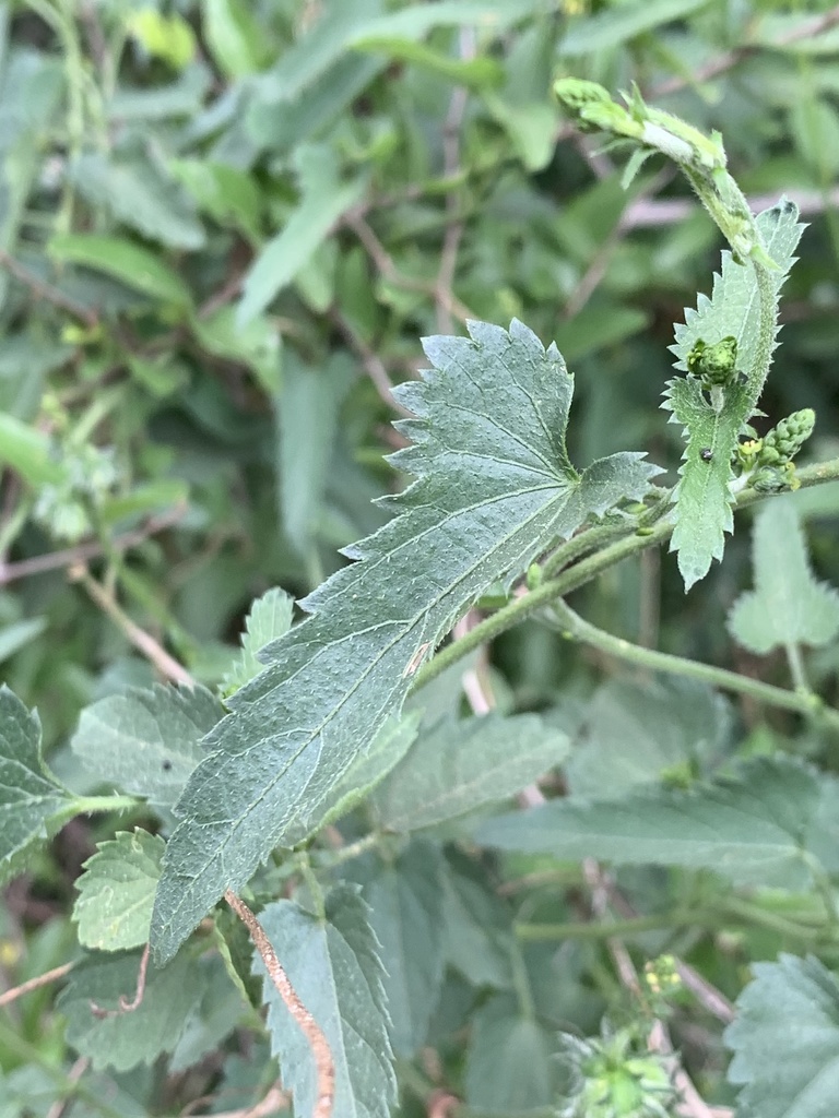 Tragia okanyua