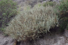 Atriplex rotundifolia