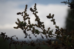 Atriplex rotundifolia