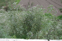 Tarasa capitata