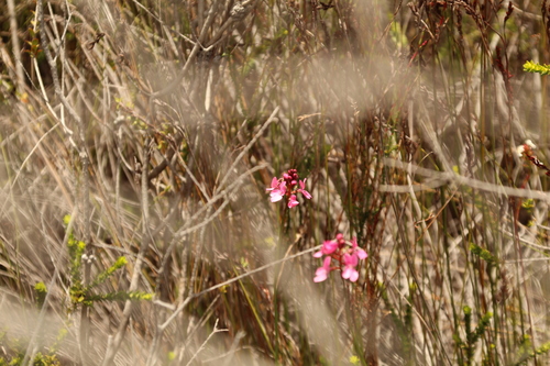 Image of Stylidium squamosotuberosum by (c) Em Lamond, some rights reserved (CC BY)