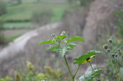 Fuertesimalva chilensis