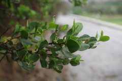 Muehlenbeckia hastulata