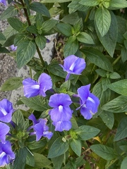 Achetaria azurea