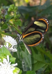 Pteronymia vestilla