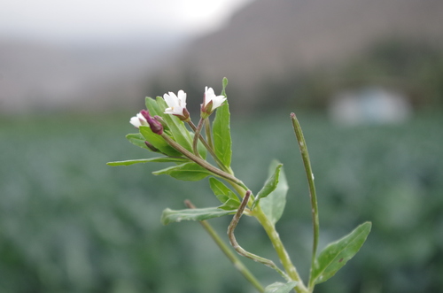 Epilobium pedicellare
