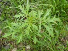 Fuertesimalva chilensis