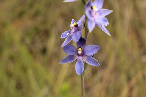 Image of Thelymitra macrophylla by (c) Em Lamond, some rights reserved (CC BY)