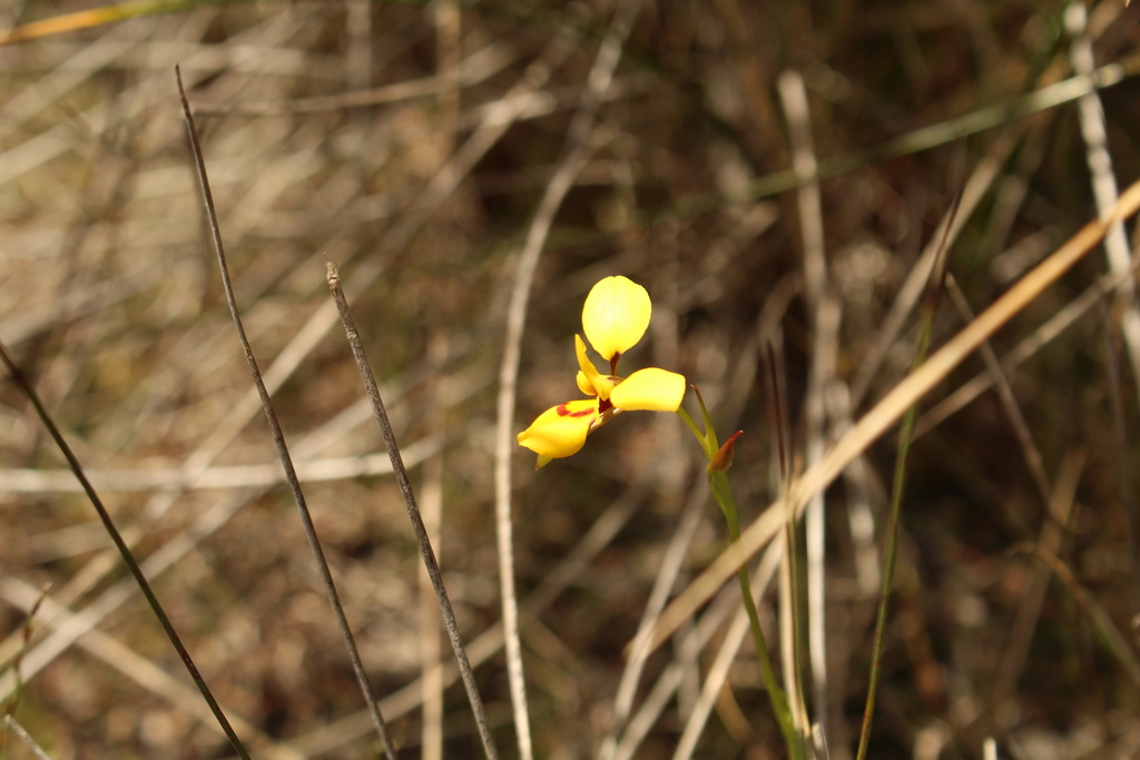 Diuris emarginata