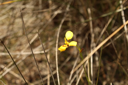 Image of Diuris emarginata by (c) Em Lamond, some rights reserved (CC BY)