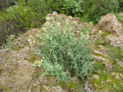 Neuontobotrys lanata