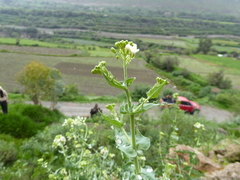 Neuontobotrys lanata