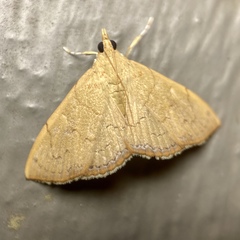 Hyalobathra crenulata