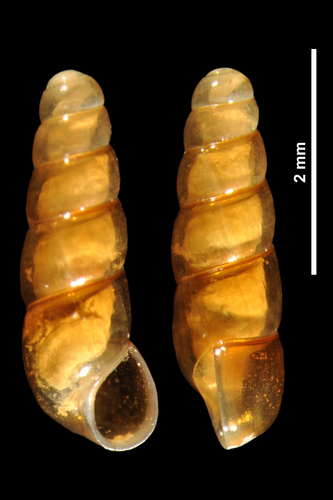 Representative image of Platyla