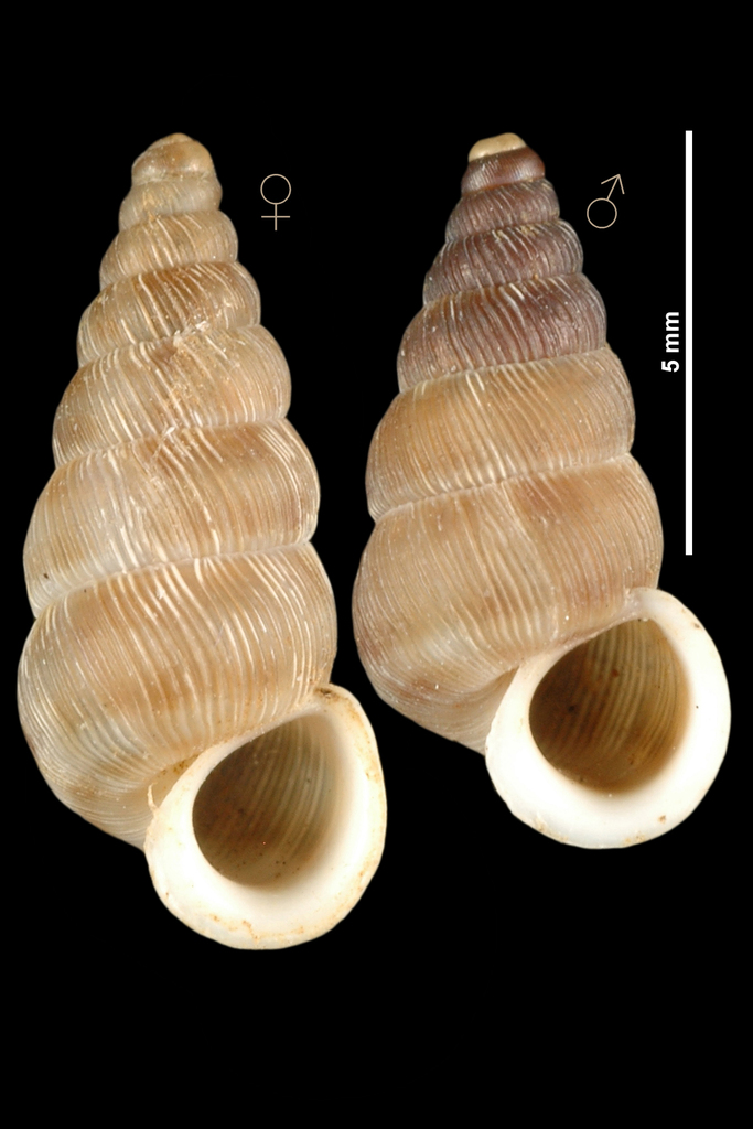 Obscurella aprica