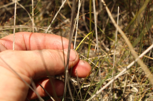 Image of Diuris emarginata by (c) Em Lamond, some rights reserved (CC BY)