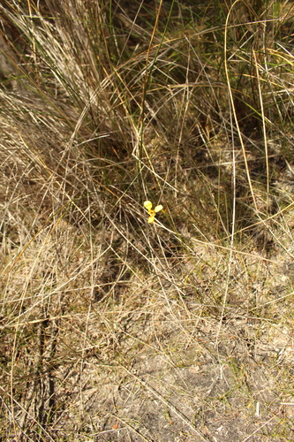 Image of Diuris emarginata by (c) Em Lamond, some rights reserved (CC BY)