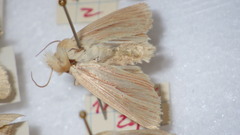 Mythimna pallens