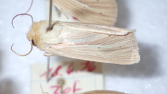 Mythimna pallens