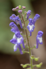 Scutellaria discolor