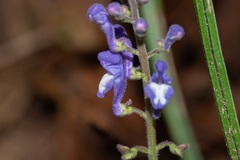 Scutellaria discolor