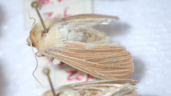 Mythimna pallens