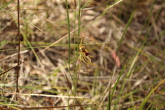Caladenia corynephora