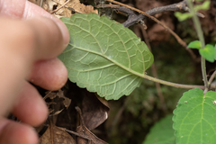 Scutellaria discolor