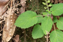 Scutellaria discolor