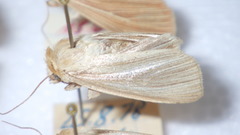 Mythimna pallens